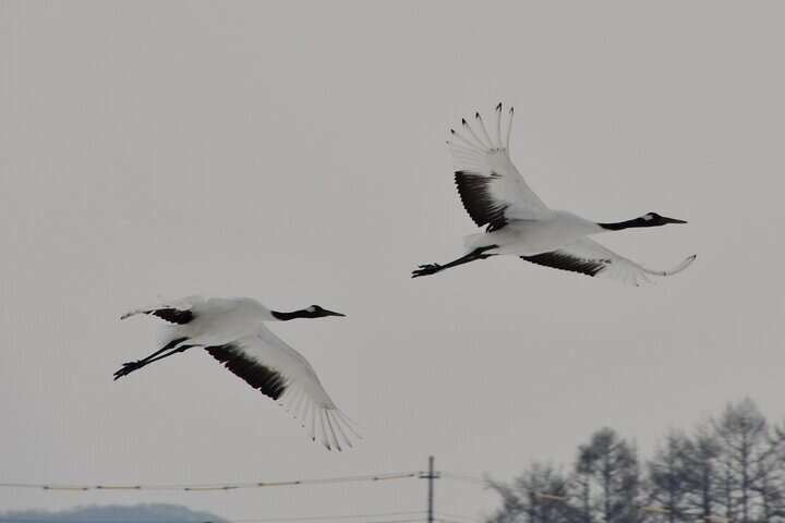 Kushiro Marsh, Tancho & Local Market Private Car Tour and Guide