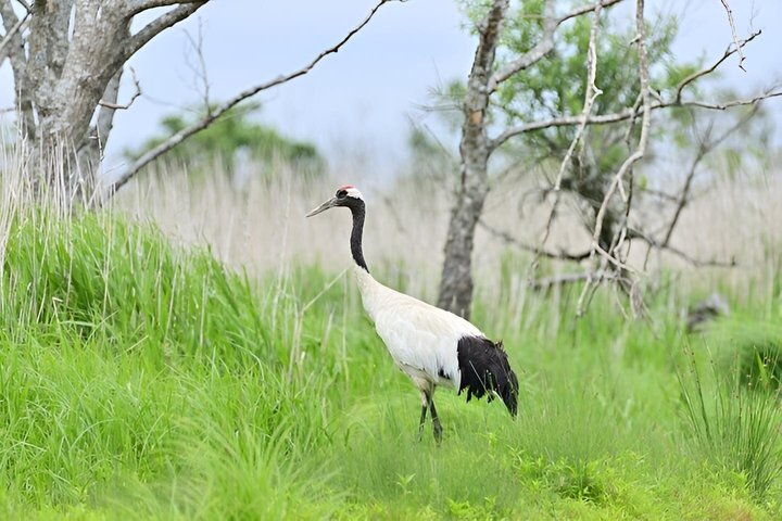 Kushiro Marsh, Tancho & Local Market Private Car Tour and Guide