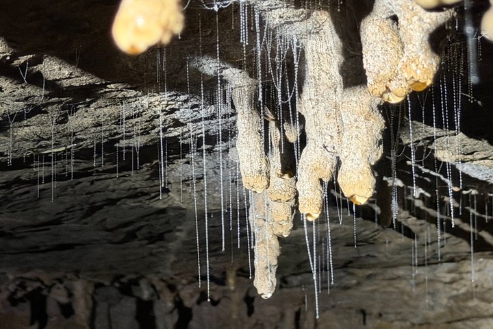 Waitomo’s Hidden Gem: Off the Beaten Track Glowworm Cave Tour
