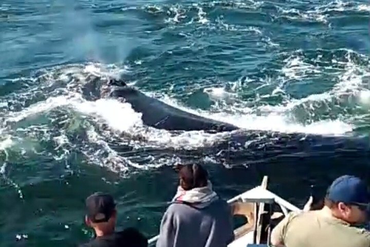 Cape Town Whale Watching Activity in Hermanus