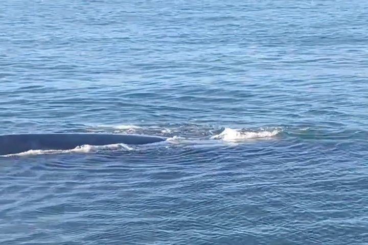 Cape Town Whale Watching Activity in Hermanus