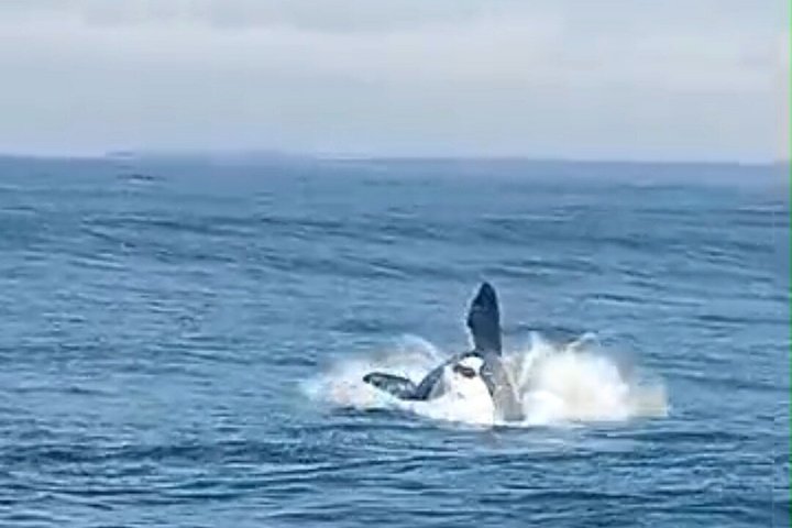 Cape Town Whale Watching Activity in Hermanus
