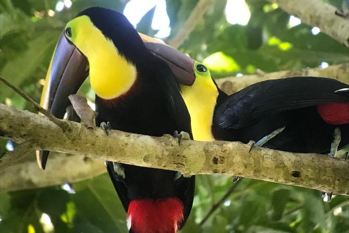 Manuel Antonio National Park: Guided Tour with TICKET INCLUDED