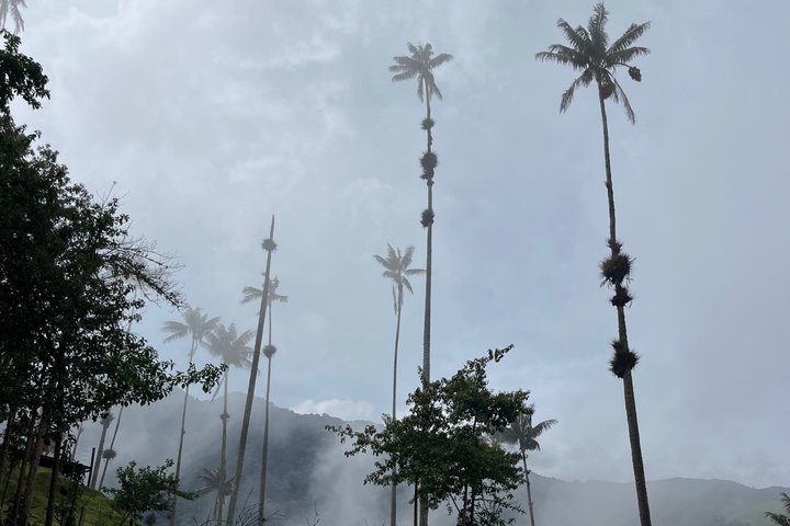 Cocora, Salento and Filandia Tour