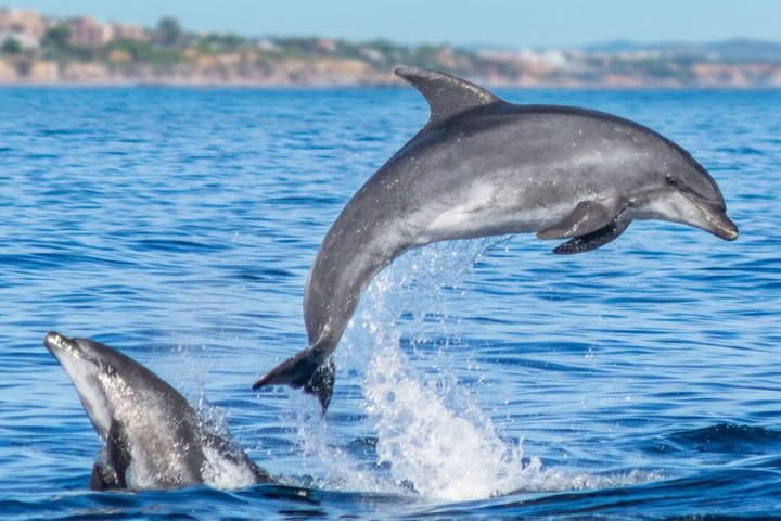 Albufeira: Dolphins & Benagil Caves with Marine Biologist