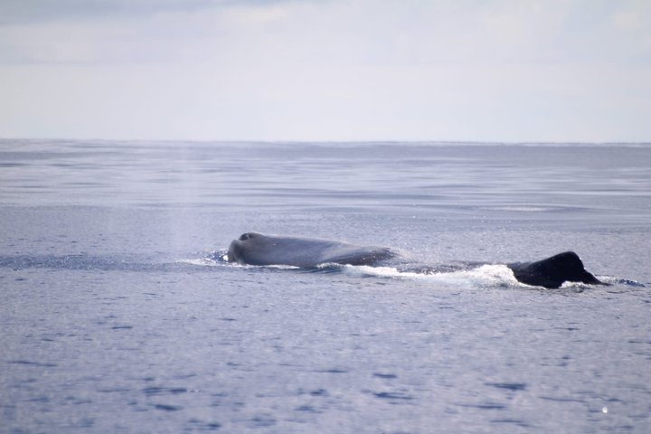 Watching whales and dolphins on Terceira Island