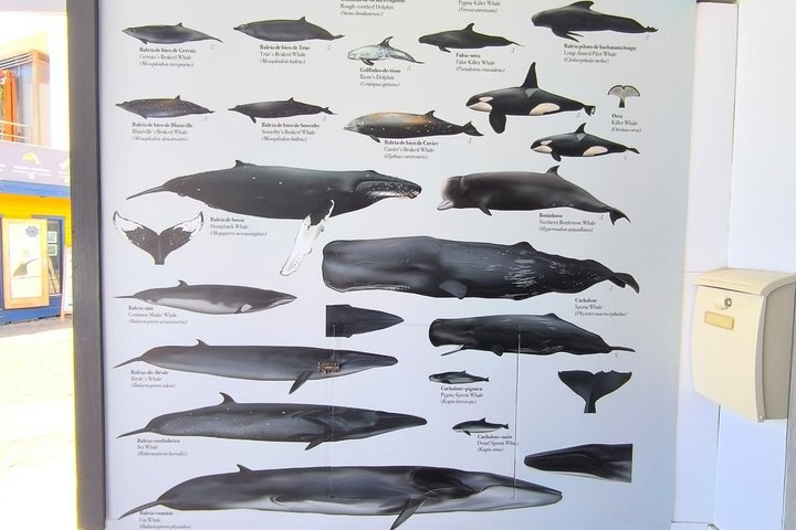 Watching whales and dolphins on Terceira Island