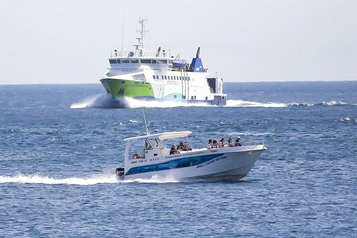 Watching whales and dolphins on Terceira Island