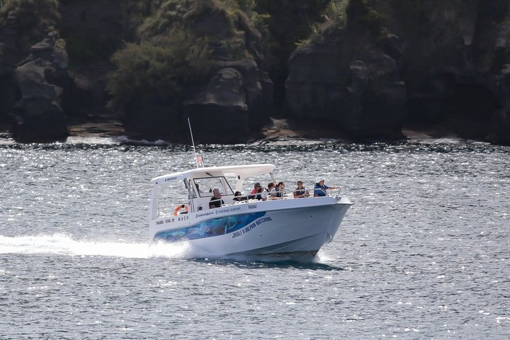 Watching whales and dolphins on Terceira Island