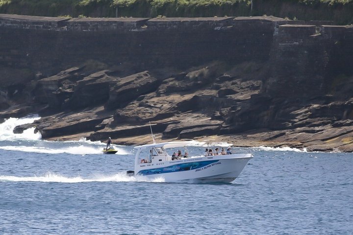 Watching whales and dolphins on Terceira Island