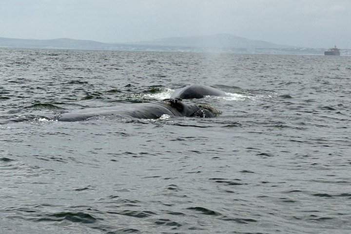 Cape Town Whale Watching Activity in Hermanus