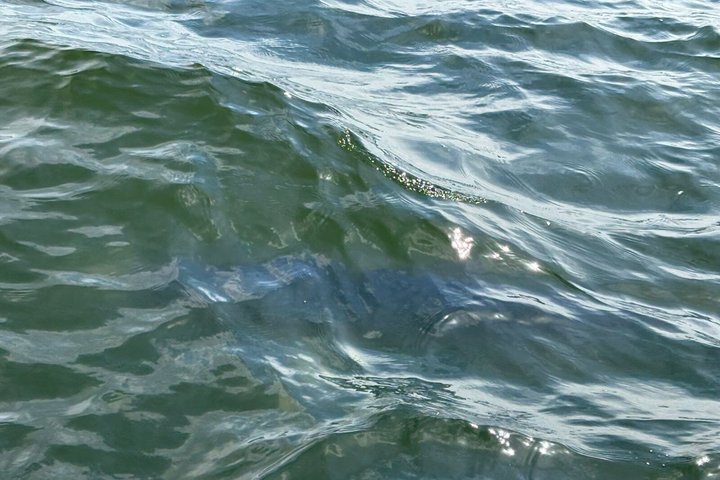Cape Town Whale Watching Activity in Hermanus