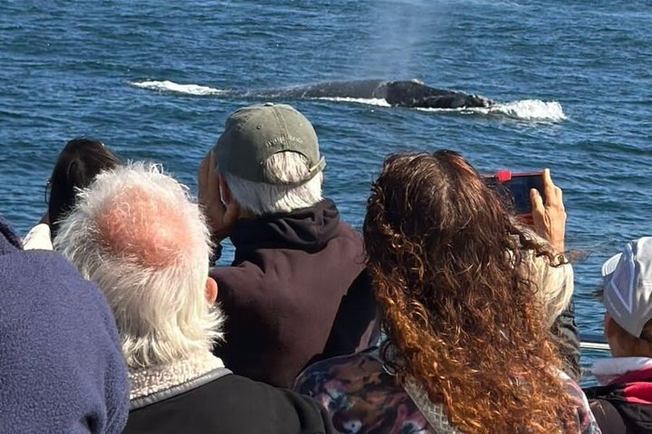 Cape Town Whale Watching Activity in Hermanus