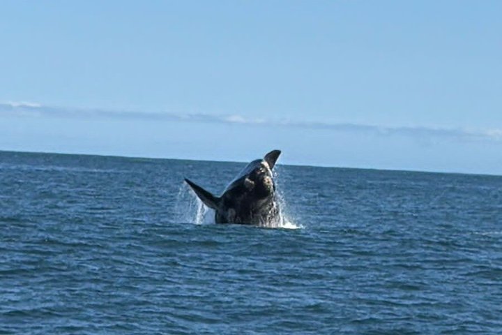 Cape Town Whale Watching Activity in Hermanus