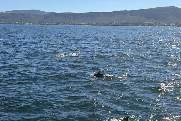 Cape Town Whale Watching Activity in Hermanus
