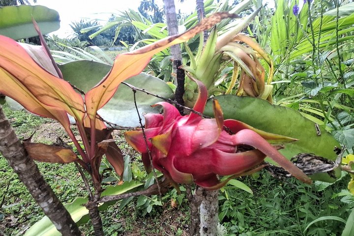 Market, Farm, Fork! A taste of Rarotonga: from farm to fork.