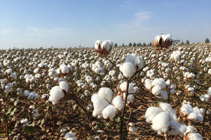 Guided Tour to Ancient Fortresses and Cotton Fields with a Local