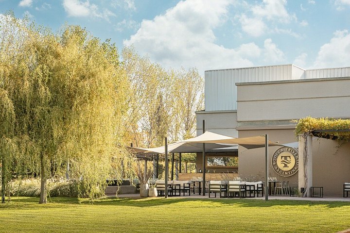 Wine Tour, Paired Lunch and Olive Oil Tasting from Mendoza
