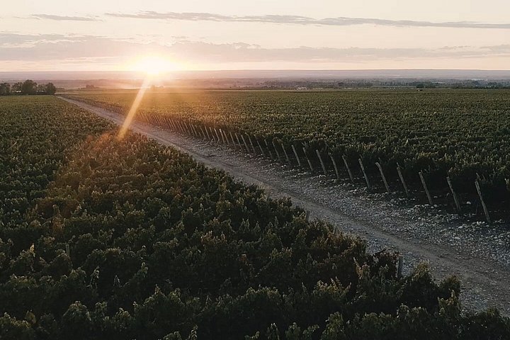 Wine Tour, Paired Lunch and Olive Oil Tasting from Mendoza