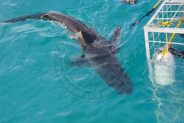 Shark Cage Diving with complimentary air in cage from Gansbaai
