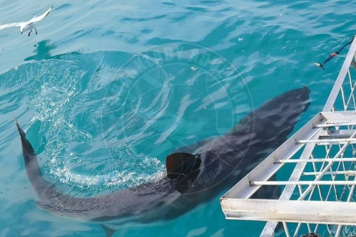 Shark Cage Diving with complimentary air in cage from Gansbaai