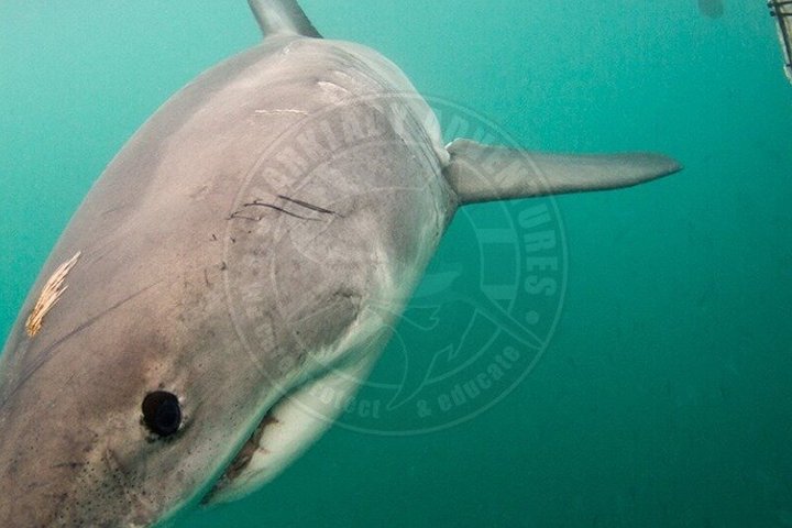 Shark Cage Diving with complimentary air in cage from Gansbaai