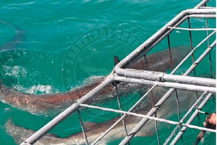Shark Cage Diving with complimentary air in cage from Gansbaai