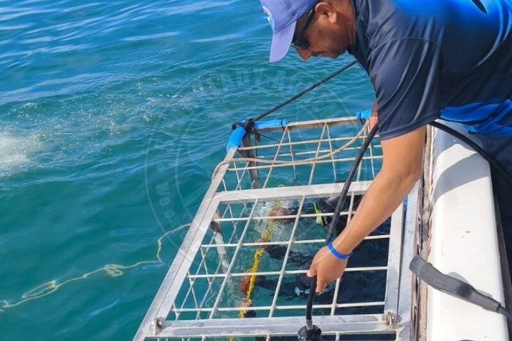 Shark Cage Diving with complimentary air in cage from Gansbaai