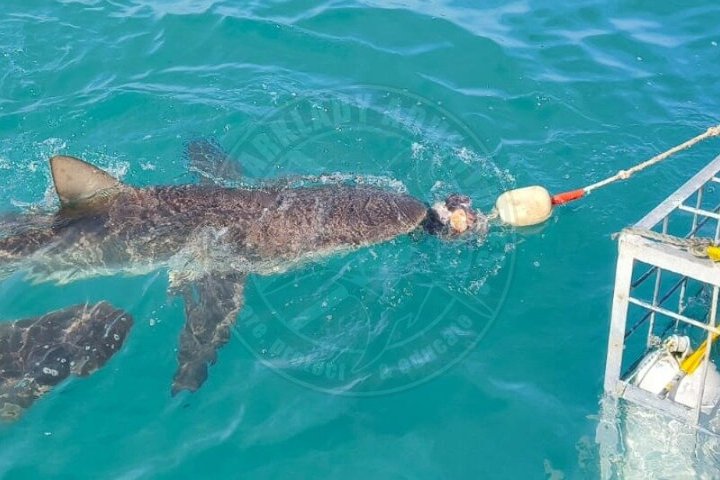 Shark Cage Diving with complimentary air in cage from Gansbaai