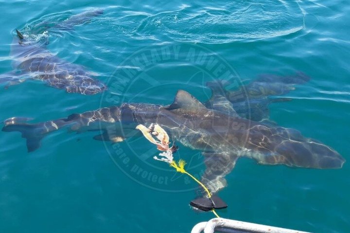Shark Cage Diving with complimentary air in cage from Gansbaai